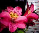 Alstroemeria Psittacina